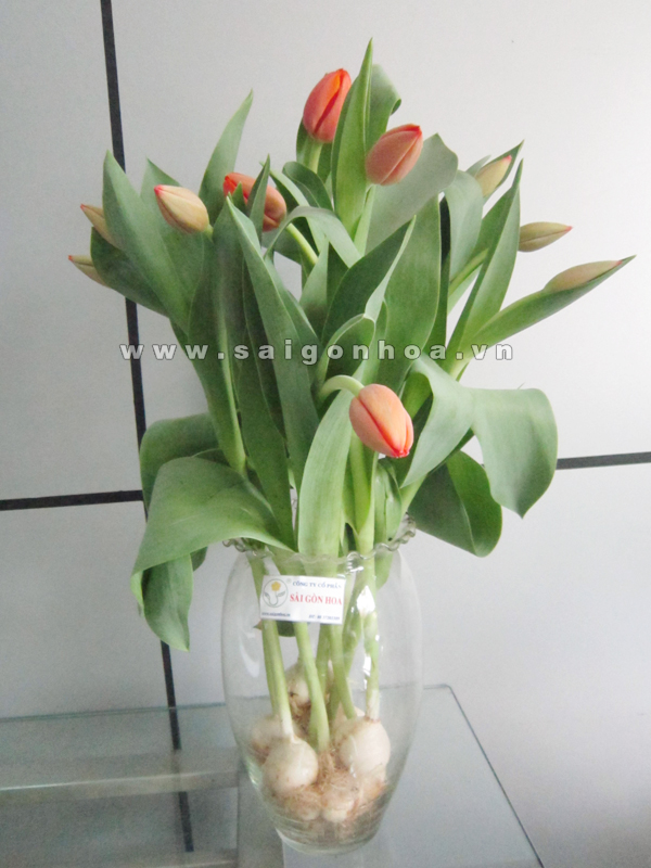 Hoa Tulip cam