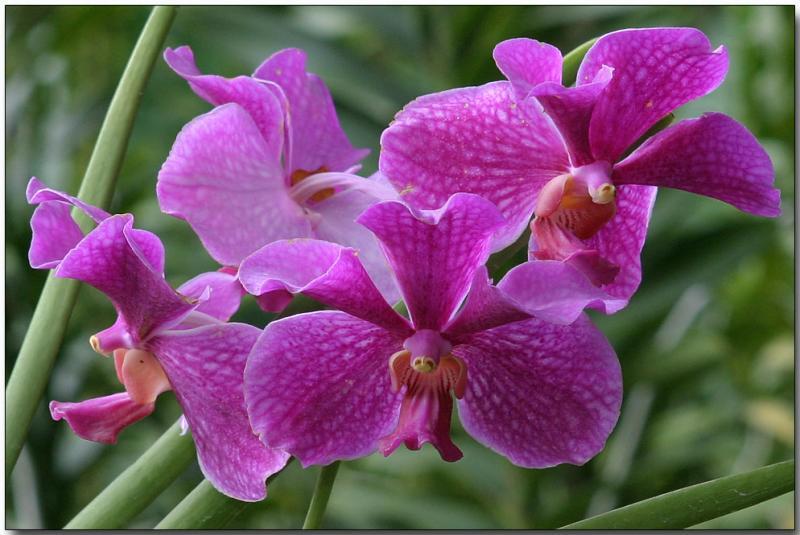 Vanda-Orchid