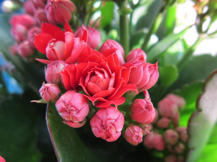 Hoa sống đời kép màu hồng đậm