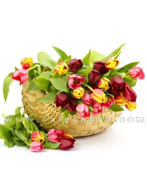 gio hoa tulip 2