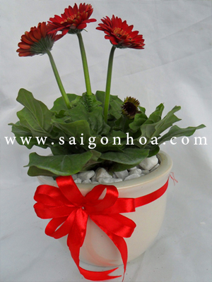 10 loại hoa chậu được ưa chuộng làm quà tặng ý nghĩa | Sài Gòn Hoa