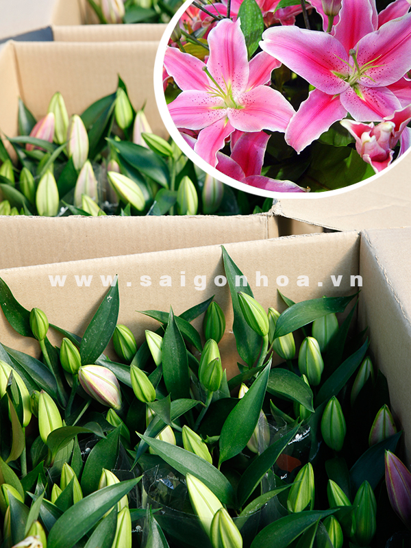10 loại hoa chậu được ưa chuộng làm quà tặng ý nghĩa | Sài Gòn Hoa