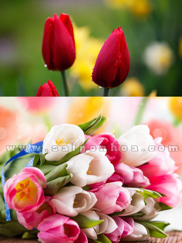 hoa tulip du mau