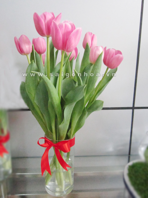 hoa tulip mau hong 2