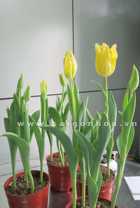 hoa tulip vang