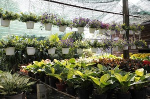 vuon hoa sai gon hoa