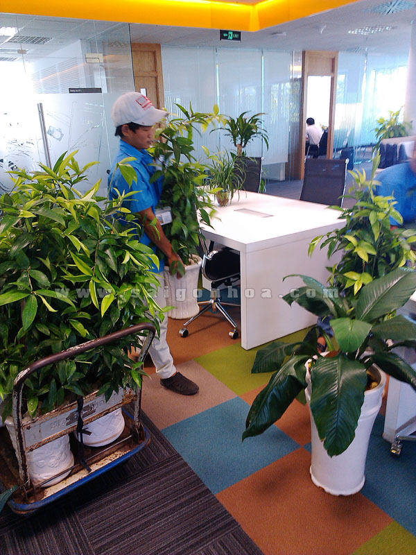  Lợi ích khi mua cây cảnh tại Sài Gòn Hoa cho văn phòng cty