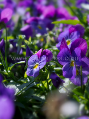 viola flower (1)