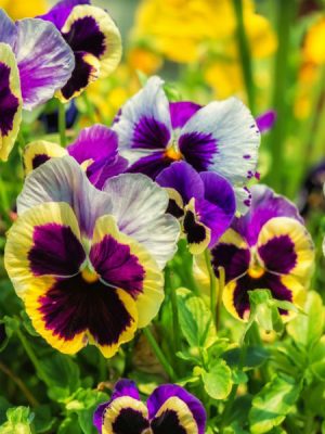 viola flower (9)