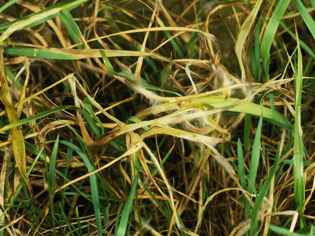 Cách phòng chống 10 loại sâu bệnh gây hại cho thảm cỏ phổ biến