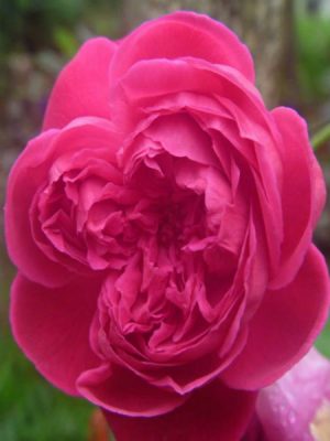 Hồng dây leo hoa màu hồng