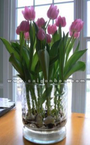 hoa tulip co cu 3