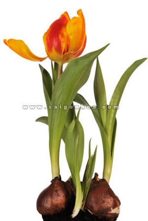 hoa tulip co cu 7