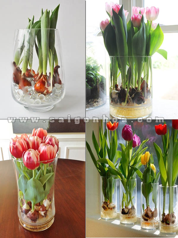 hoa tulip co cu trong chau thuy tinh