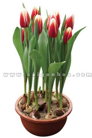 hoa tulip co cu