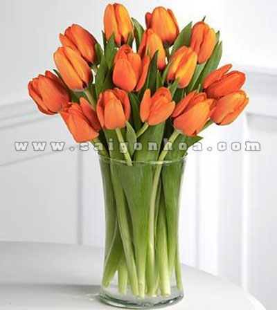 hoa tulip mau cam 11