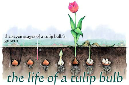life of tulip
