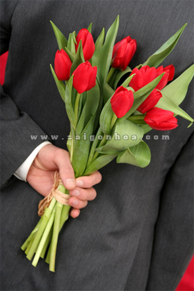 tang hoa tulip ngay tinh yeu