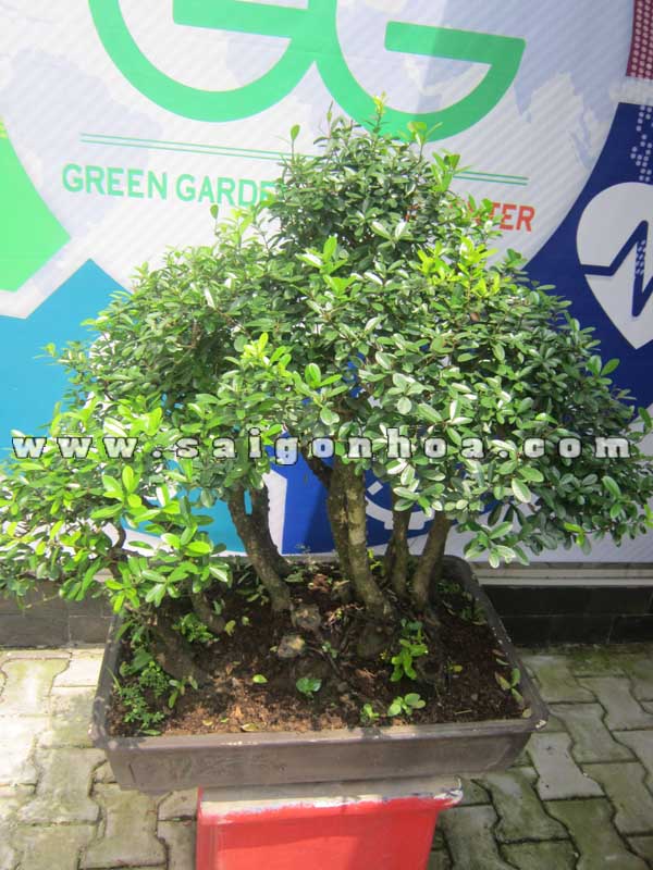 chau cay linh sam bonsai cao 75 - 80 cm