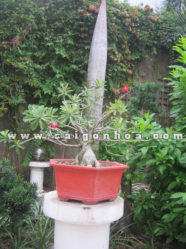 chau cay su thai hong bonsai cao 60 cm trang tri