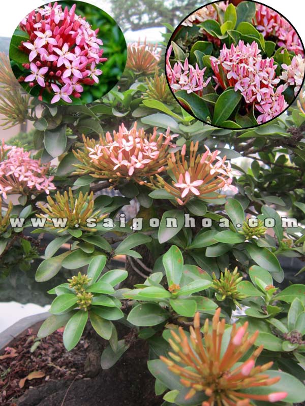 hoa trang hong bonsai 1