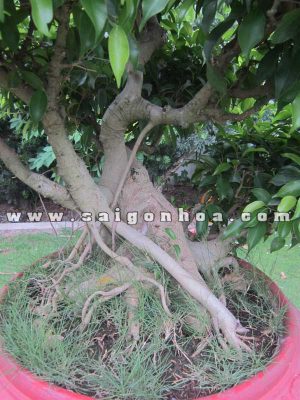 u than cay sanh bonsai cao 80 cm