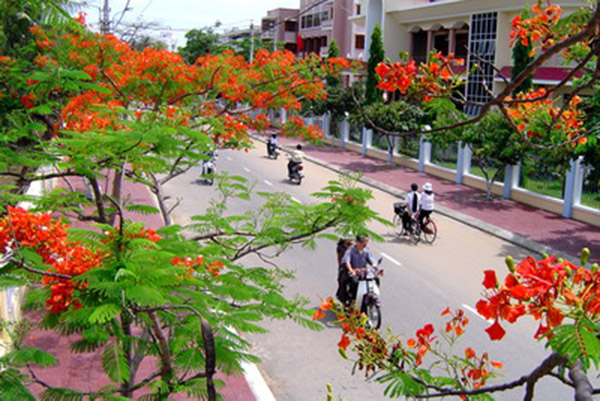 images11006_hoaphuong156