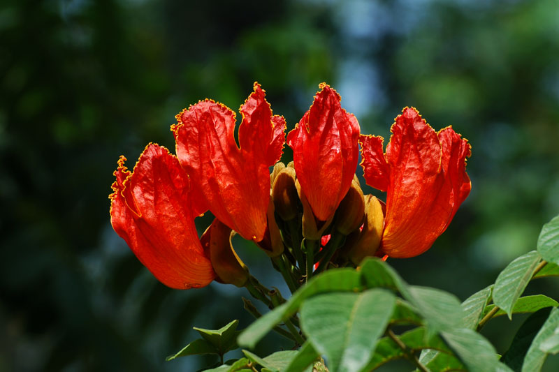 cây xanh trồng vỉa hè cho hoa màu đỏ