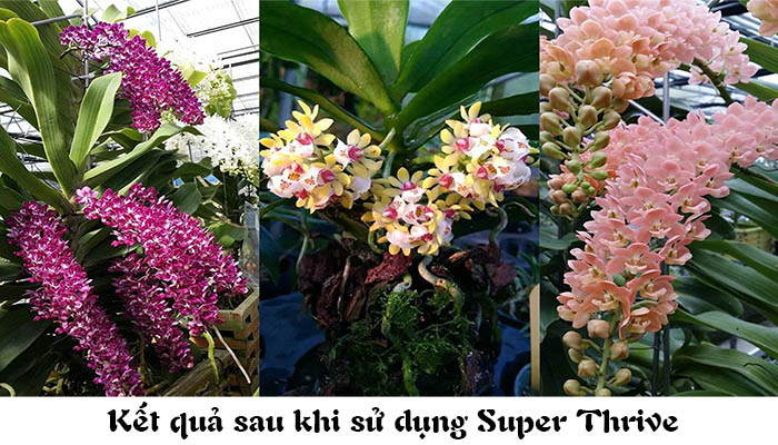 superthrive ung dung tren cay hoa lan