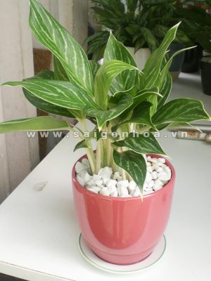 Cây Bạch Mã Hoàng Tử