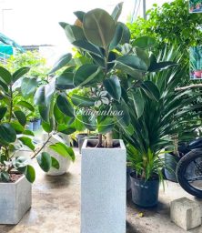 Cây-Đa-Búp-Đỏ-Nội-Thất-2