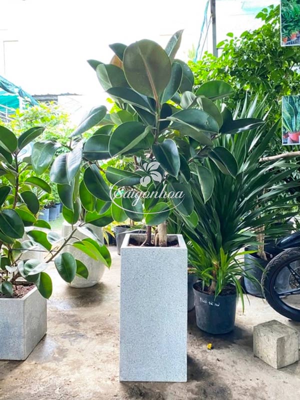 Cây Đa Búp Đỏ Nội Thất