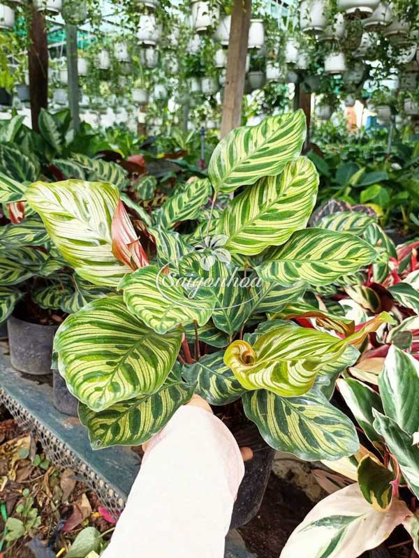 Chậu-Cây-Đuôi-Công-1