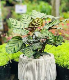 Chậu-Cây-Đuôi-Công-7