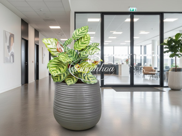 Chậu-Cây-Đuôi-Công-8