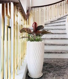 Trầu Bà Đế Vương Đỏ