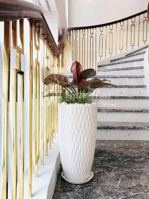 Trầu Bà Đế Vương Đỏ