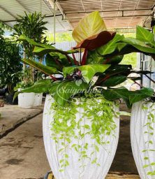 Trầu-Bà-Đế-Vương-Đỏ-3