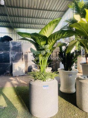 Chậu Cây Vạn Niên Thanh