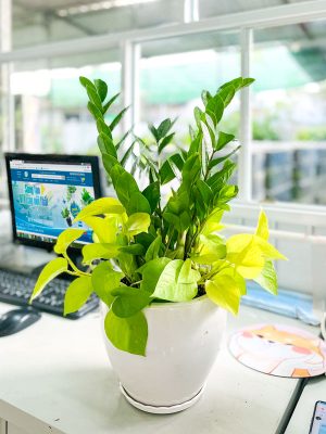 Cây Kim Phát Tài Để Bàn