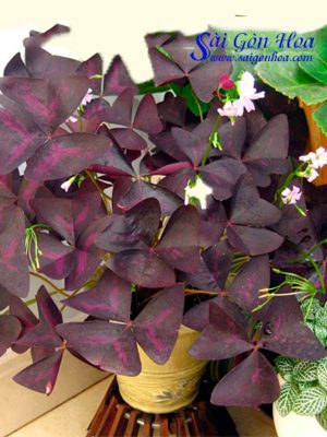 Cây Bướm Đêm Để Bàn