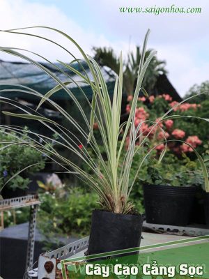 Cây Cao Cẳng Sọc