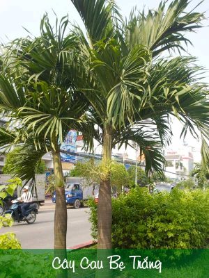 Cây Cau Bẹ Trắng