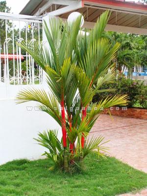 Chậu Cây Cau Bẹ Đỏ