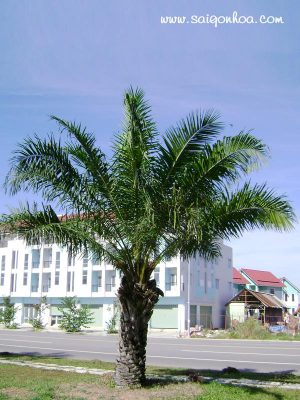 Cây Cọ Dầu