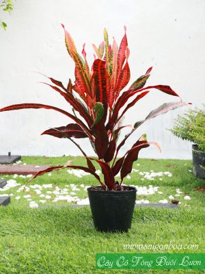 Cây Cô Tòng Đuôi Lươn