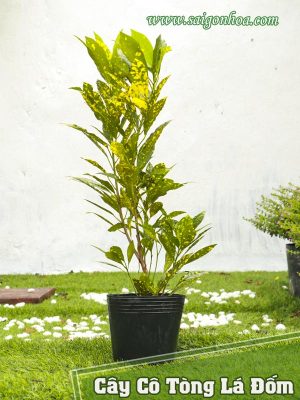 Cây Cô Tòng Lá Đốm