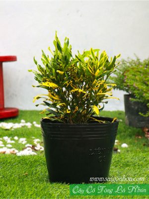 Cây Cô Tòng Lá Nhún