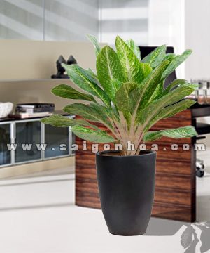 Chậu Cây Cung Điện Vàng