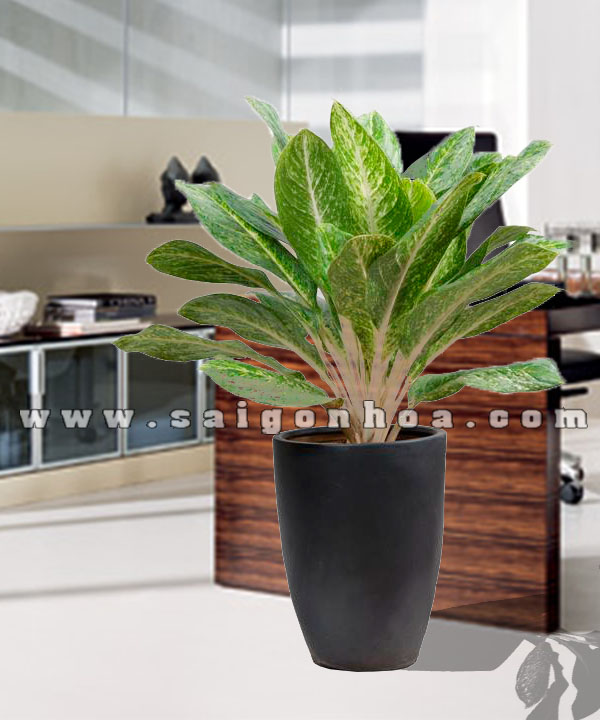 Chậu Cây Cung Điện Vàng